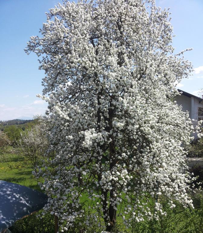Stadtnahe Landwohnung Klagenfurt am Woerthersee Exteriör bild